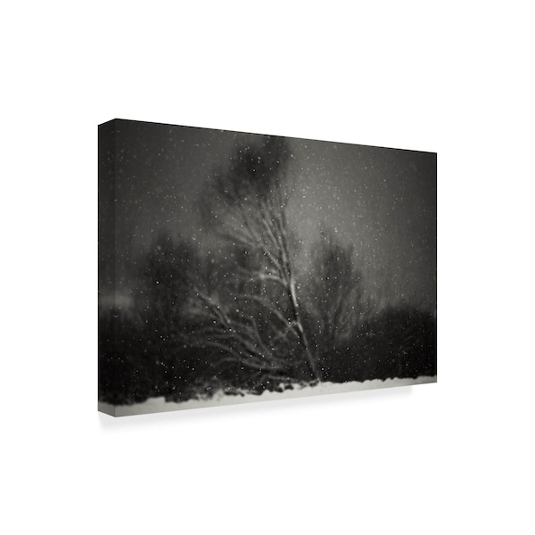 Photocosma 'Winter Black Tree' Canvas Art,22x32